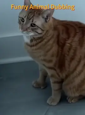 Funny animal dubbing#cat#usa🇺🇸 