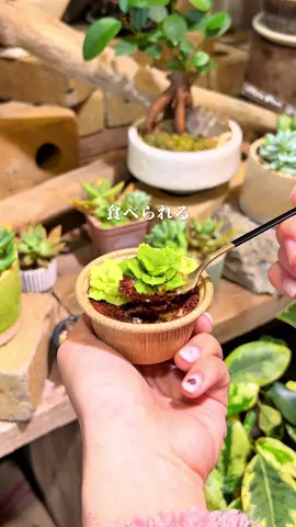 え！これ食べれるの？🪴 観葉植物みたいなティラミスケーキ🧁🤎 見た目ももちろん可愛いねんけど、、味が美味しくてﾋﾞｯｸﾘ🫨 我ながら焼き菓子にはかなりうるさいタイプやねんけど、 (誰も聞いてない) チーズサンドもケーキもクッキー🍪 どれも美味しくて、どれか一つにしてって言われても選べへんな…🫠笑 それぞれギフトにもぴったりやし、 春は桜もあったから今後も期間限定商品が生まれるかも…？🌸 地元の方ももちろんやし、遠方の方でもドライブがてらふらっと寄ってみて🚗 ＿＿＿＿＿＿＿＿＿＿＿＿＿＿ 「コンサクレ玉津本店 」 @consacrez  3/1 リニューアルオープン🌷 Google map → パティスリー コンサクレ・カイ 📍〒651-2146 兵庫県神戸市西区宮下１丁目１−５ 🚗玉津インターからすぐ ＿＿＿＿＿＿＿＿＿＿＿＿＿＿ PR #兵庫観光#兵庫旅行#兵庫デート#神戸観光 #神戸旅行#神戸デート#明石カフェ#明石ケーキ#観葉植物#consacrez#コンサクレ