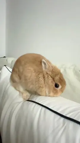 #cute #douyin #fpy #rabbits #china #tiktok #fypシ #cat #lol #rabbit 