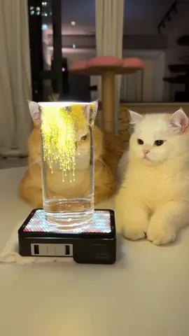 #catsoftiktok#catlover #kucinglucu#kucingimut #kucingku#foryou#fyp #tiktok#viral#kucinggemoy #tiktokindonesia#