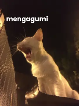 andre hehanussa-bidadari #foryou#andrehehanussa#cat#lyrics