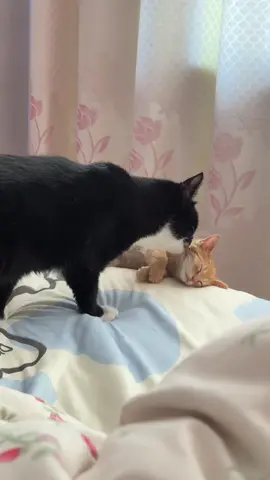 Zero Chill. Maximum Chaos. 😈😈 #cat #catsoftiktok #funnyvideo #fyp #pet 