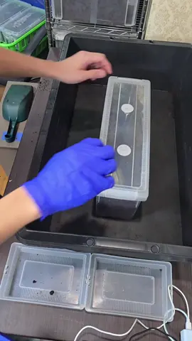 #作業音 #クワカブの部屋 