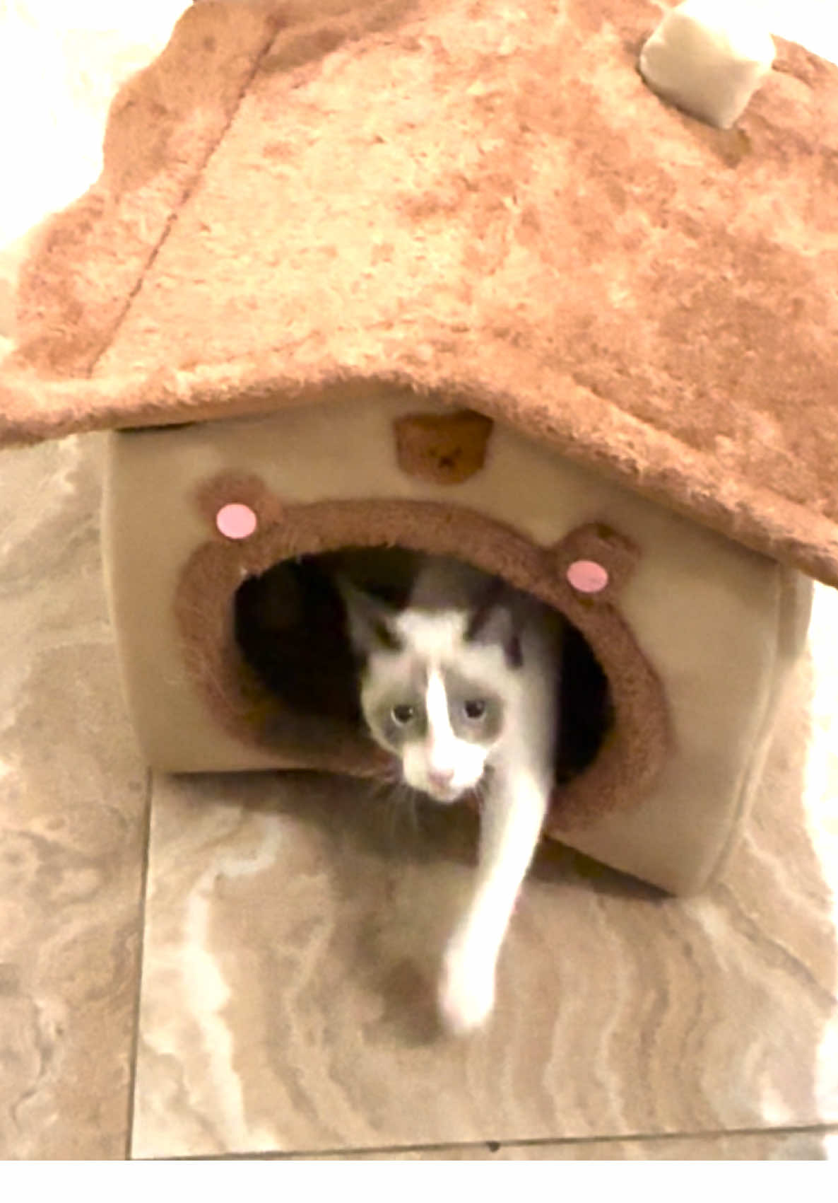 There was no other option 😂 (🎥:  Deimy Calero via ViralHog)  #cats #cattiktok #cattok 