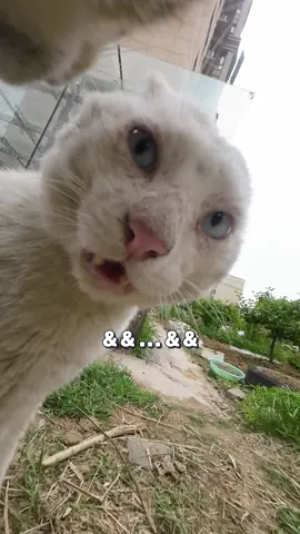 Hey, brother!Let's stop fighting, here comes Maxwell, run!#catsoftiktok 