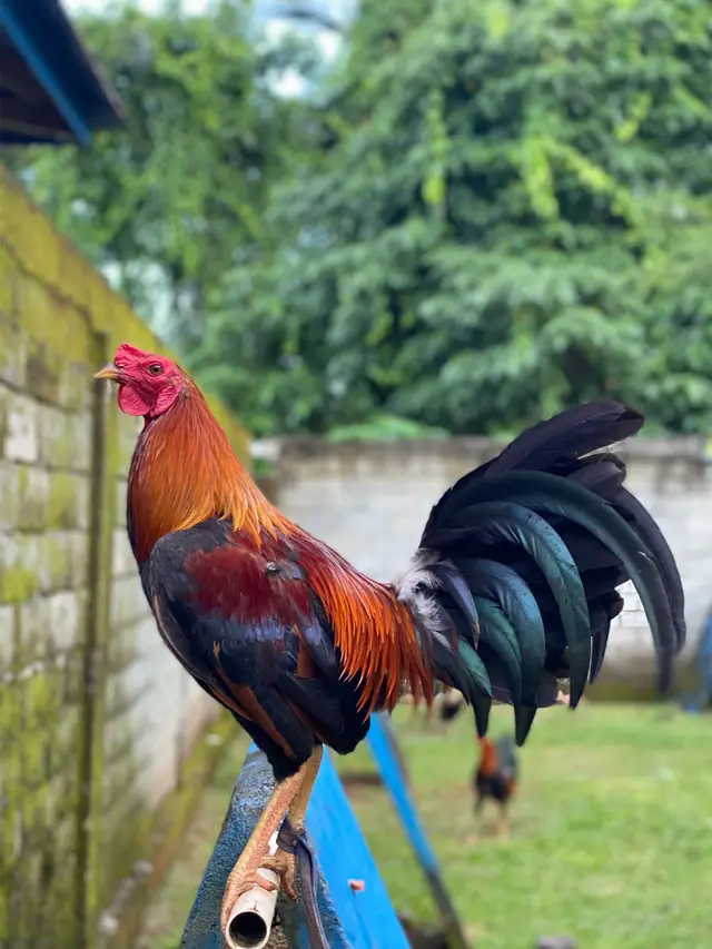 #switergrey #ayamplipin🇸🇽 #kakigetar 