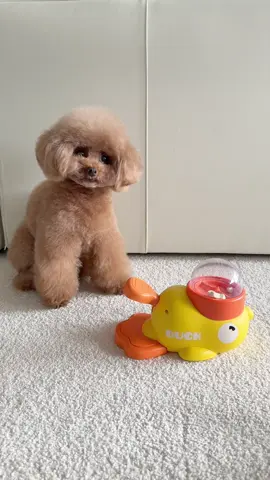 おやつが出るおもちゃで遊んでたら、思いがけないお客様がやってきました⁉️🤭🐜 🤭#dog #foryou 