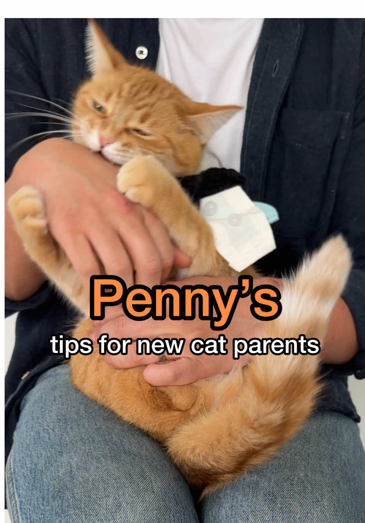 here are 5️⃣ things you should ALWAYS do for your cat as their NEW pet parent - brought to you by @Litter-Robot! For more details on Father’s Day deals and savings on the Litter-Robot 4, see our link in bio! #ad #litterrobotpartner