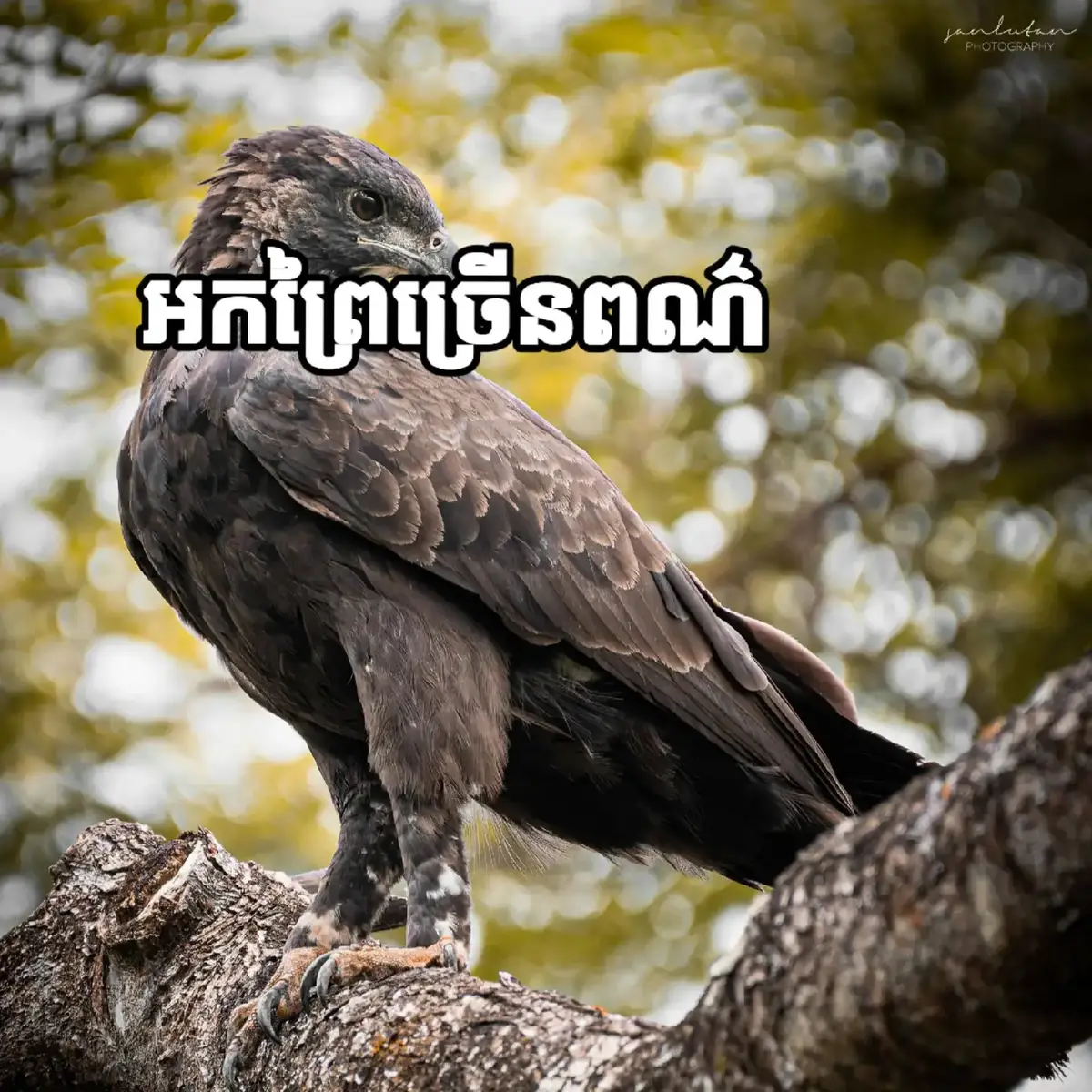 #អកភ្នំ🦅 #អកភ្នំកំប៉ោយប្រាំ🦅#អកព្រៃច្រើនពណ៌🦅 #អកពស់🦅#