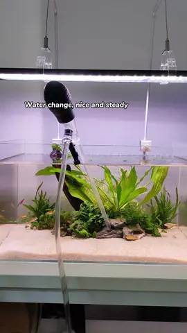 Change fish tank water 1 minute! This mini water changer is a game- changer!#aquarium #usa🇺🇸 #waterchanger #hygger #fishtank #fyp #fishkeeping 
