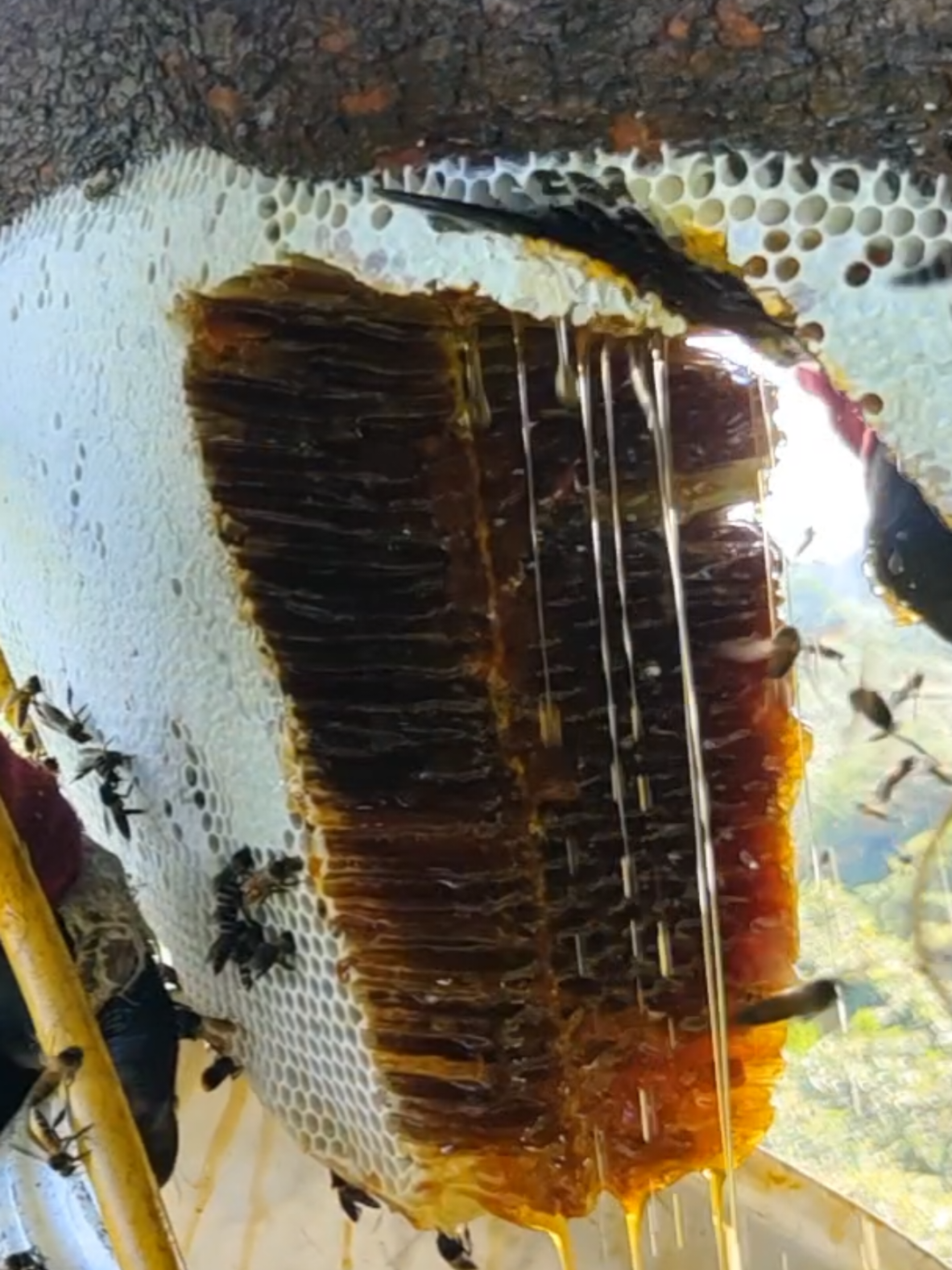 hujan air madu.. #maduhutan #maduraviral #madufyp 