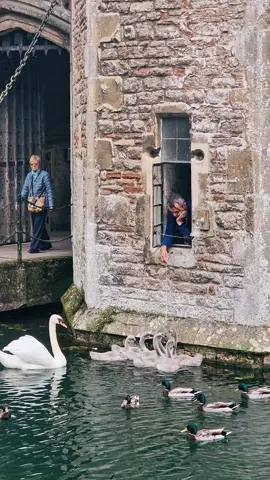 Summertime Palace training the babies to ring for food ✨️ #bishopspalacewells #rurallifestyle #castlecore #nationaltrust 