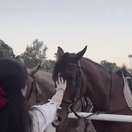 ئاژەڵی دل خوازم ئەسپ🥹🤎#following #like 