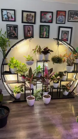 #plantstand #plants#plantsoftiktok#fypシ #fypage #fyypppppppppp #fypage #fypシ゚viral #fyypppppppppppppppppp #fypツ #fypツ #