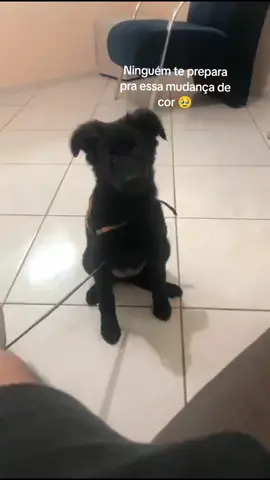 eles deveriam ser proibidos de envelhecerem 🤧 #dog #fyp #viralditiktok 
