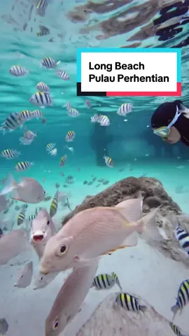 Di Long Beach, nak tengok ikan jinak hanya di tepi jeti sahaja. Cetek tau 😍 #pulauperhentian #perhentianisland #island #longbeachperhentian #snorkeling #freedive #scubadiving #beach #crystal #djiaction 