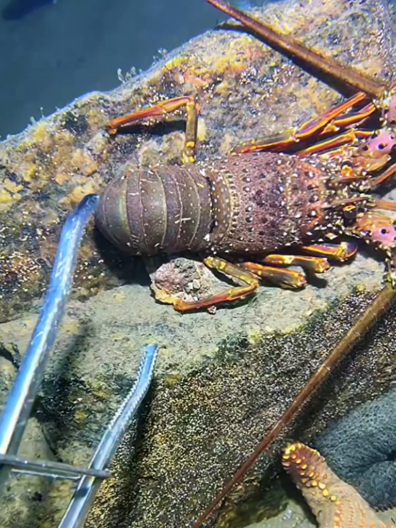 #diving #crab #catchthesea #seaside #seafood #fish #eel #lobster #seangsolofishing