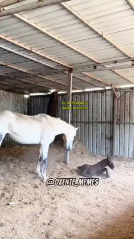 Sai do mei dona Maria kkk @Oxente_memes #videosengracados #tentenaorir #animais #memes #comedia 