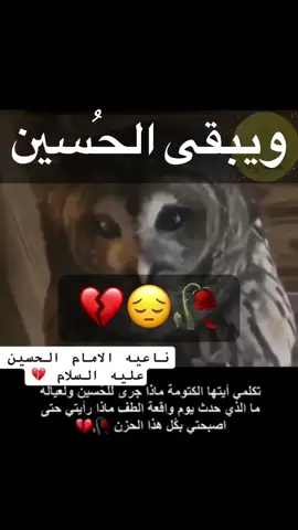 #لايوم_كيومك_ياابا_عبدالله_الحسين🏴💔 #الحسين_مصباح_الهدى_وسفينه_النجاة #ويبقى_الحسين #آل_البيت_عليهم_السلام #يازهراء💔 #اللهم_صلِ_على_محمد_وآل_محمد 