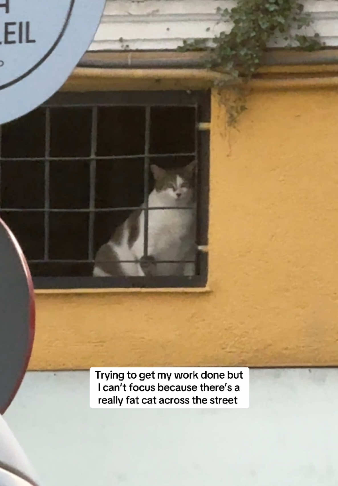 I need to pet it 