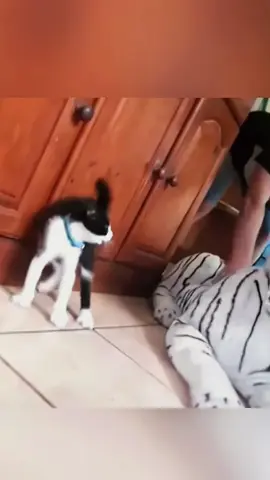 Try not to laugh 😂😂😂 #animals #funny #pet #dog #funnyanimals #funnyvideos #haha #dogsoftiktok #cat #funnypets #PetsOfTikTok 