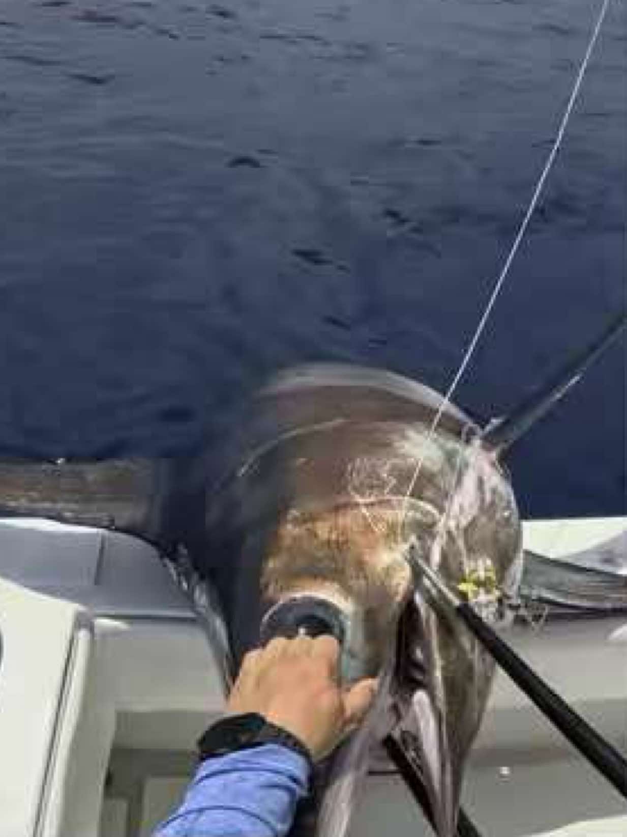 Nothing like getting a giant with the boys #swordfishing #deepdrop #fishing #contenderboats