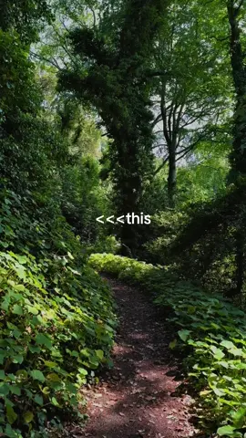 Who says they don’t like Ireland when you have places like this literally 5 mins from your home #foryoupage❤️❤️ #ireland #dublin #fyp #viralvideos #traveltiktok #travel #tiktokviral #Summer #hiddengems #fyppp #foryoupagе #forrest 