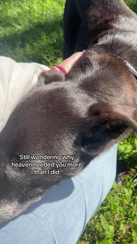 I miss you sm bubba, rest easy 🤍  #petloss #grief #dogloss #heaven #pet #dog #furbaby #alldogsgotoheaven #fyp 