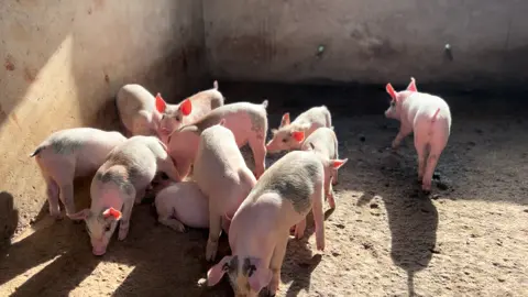 Little weaners #piggerybusiness #fypp #fypp #uganda #farmlife 