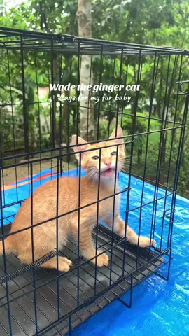 Pet cage for my ginger cat Wade  #petcage #foldablecage #cageforcats #gingercat #catcage 