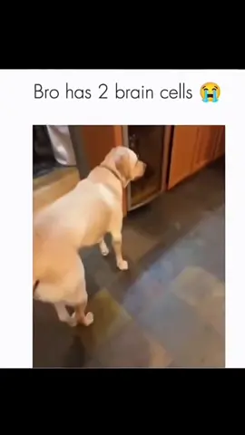 Bro has 2 brain cells🤣 #funny #dog #cutedog #stupid #fyp #viral 