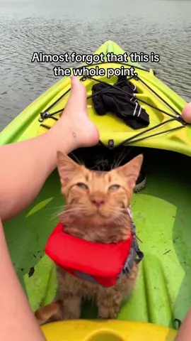 Cats deserve a full happy life too <3 #fyp #cats #catsoftiktok #adventurecat #cheezit 