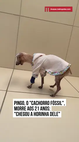 O vira-lata Pingo, conhecido nas redes sociais como 