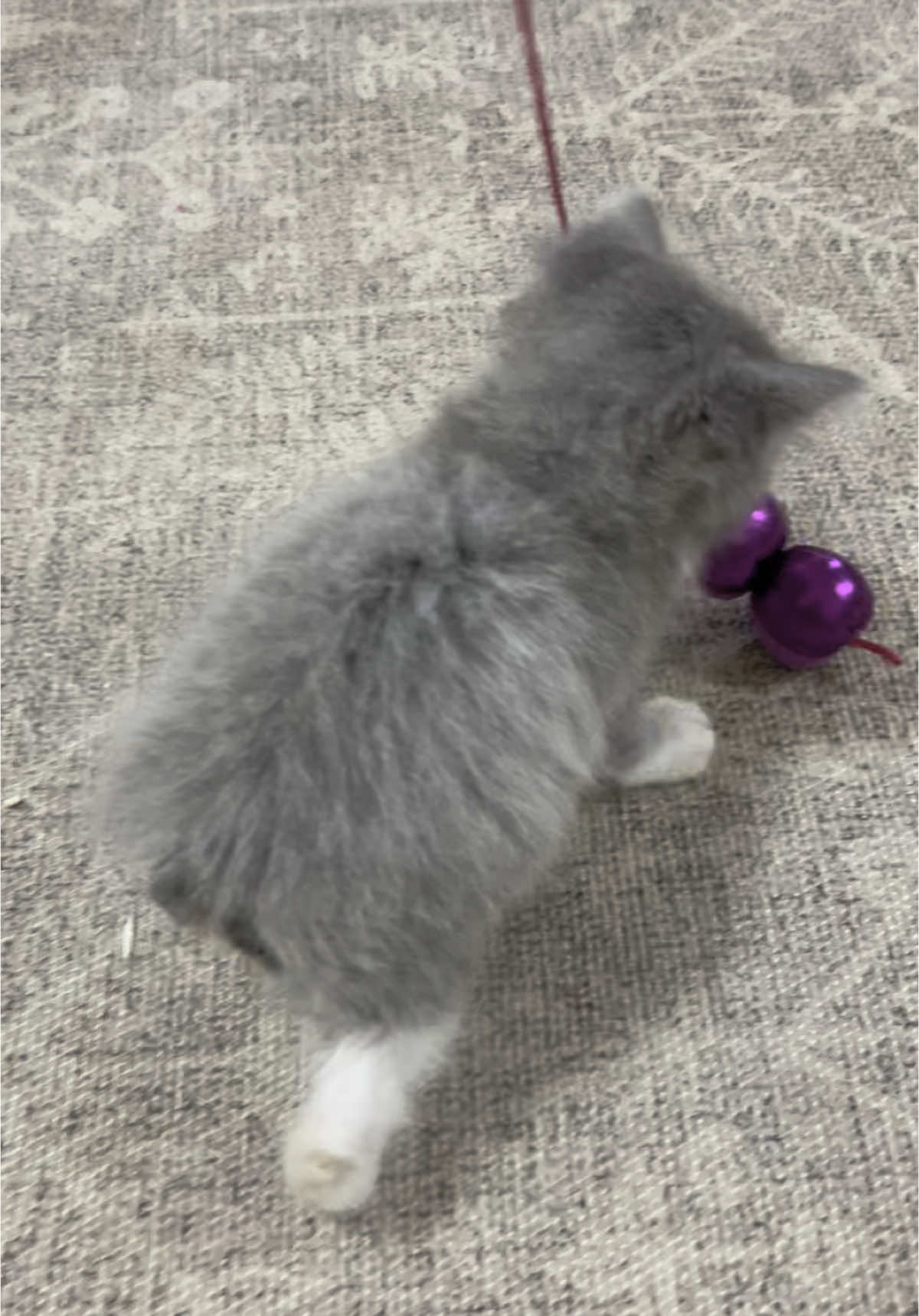 Nylo is an American Bobtail 🩶😽 #kitten #bobtail #bobcat #kittensoftiktok #kittycatsoftiktok #funnycat #fyp #cutebaby #followers➕ #fypage 