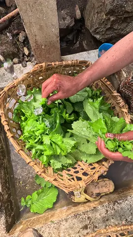 #villagelifestyle #himalayanlifenepal #organicvegetable