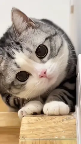 เหมียวๆๆๆๆๆ。。。。。#学猫叫 #เพลงจีนแปลไทย #เพลงจีนฮิตในtiktok #คำอ่านไทย #แปลเพลงจีน #เพลงจีน #chinasong520 #cat 