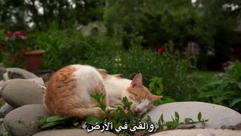 ﴿ وَأَلۡقَىٰ فِي ٱلۡأَرۡضِ رَوَٰسِيَ أَن تَمِيدَ بِكُمۡ﴾#المنشاوي #قران_كريم#قران #fyp #quran 