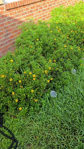 #ceeceesgarden_58 #gardeningtips 