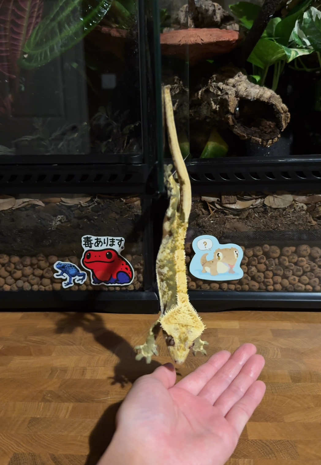 Who’s excited for the weekend like Haku is when he sees a hand? 🥳  . . . #friday #happyfriday #friyay #weekendfun #reptile #reptilekeeper #reptilemom #reptilelover #crestedgecko #crestedgeckosoftiktok #cuteanimals #animalvideos #funnyanimals 