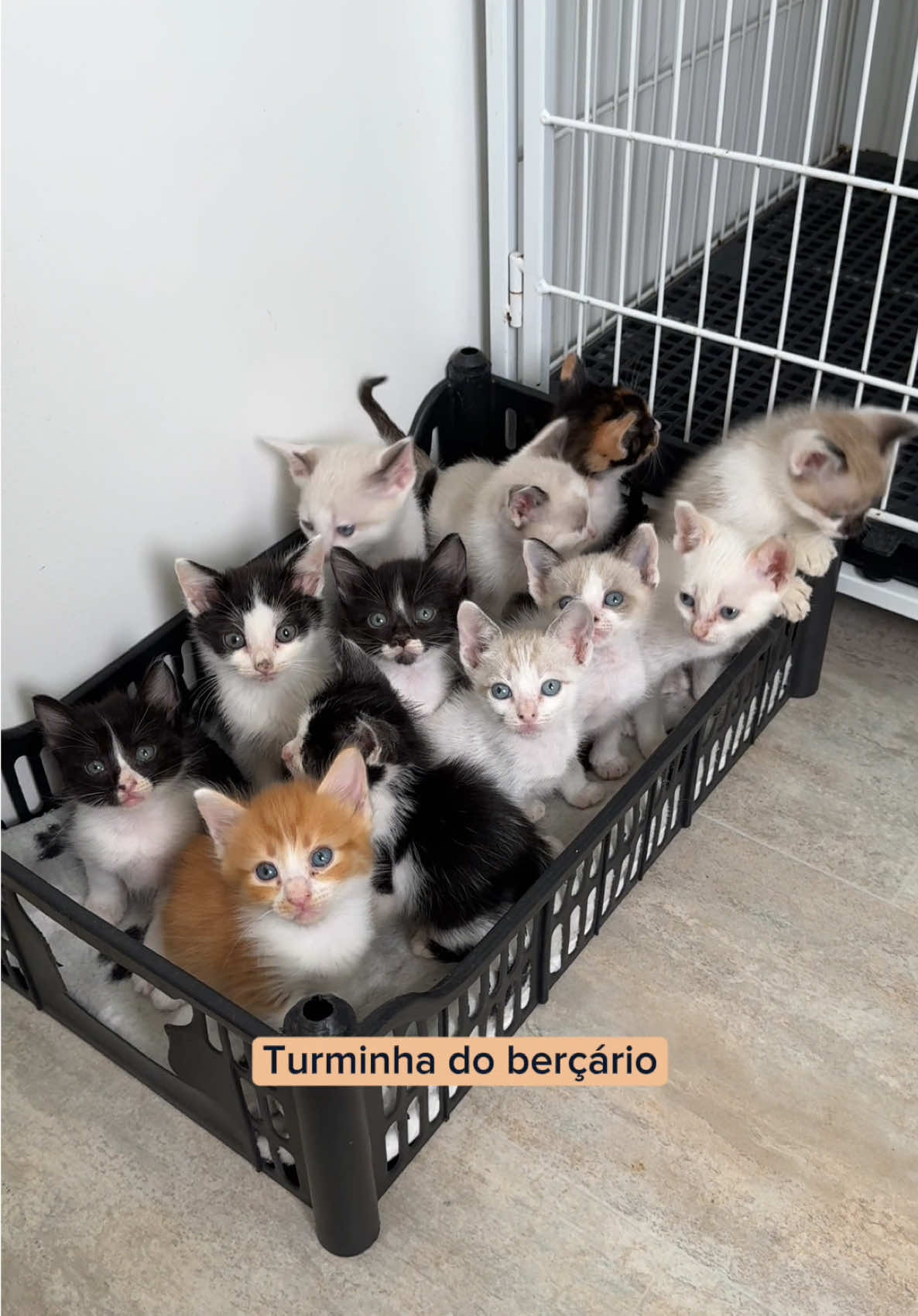 Berçario do Institutto Eliseu e sua perfeição 😍