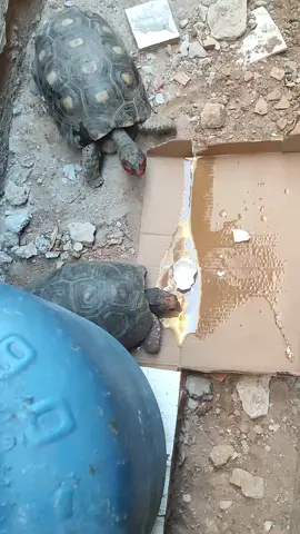 #tbt João e Wandinha juntinhos aprontando 🐢#tartaruga #humor #comedia 