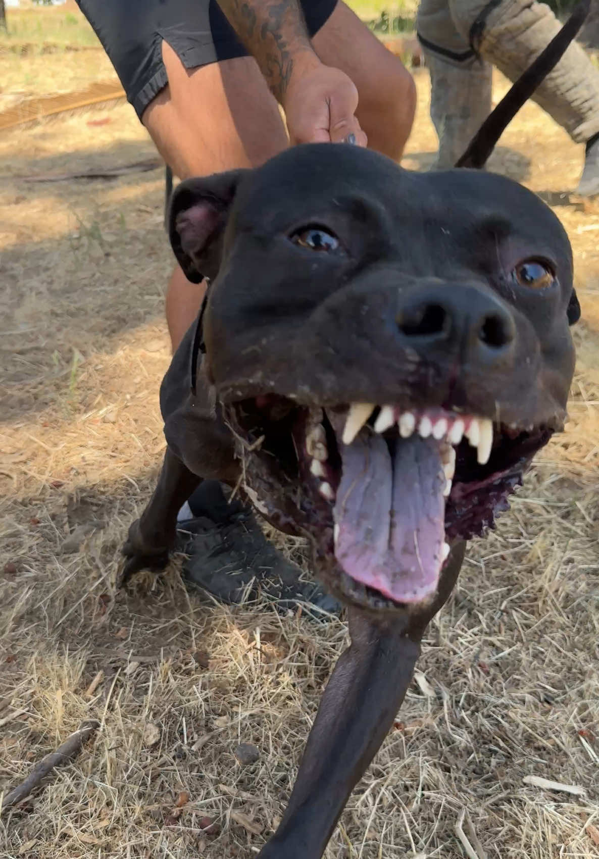 Civil.  #JPK9 #DogTraining #APBT #workingdog #protectiondog #bandog #bayarea #foryou #fyp