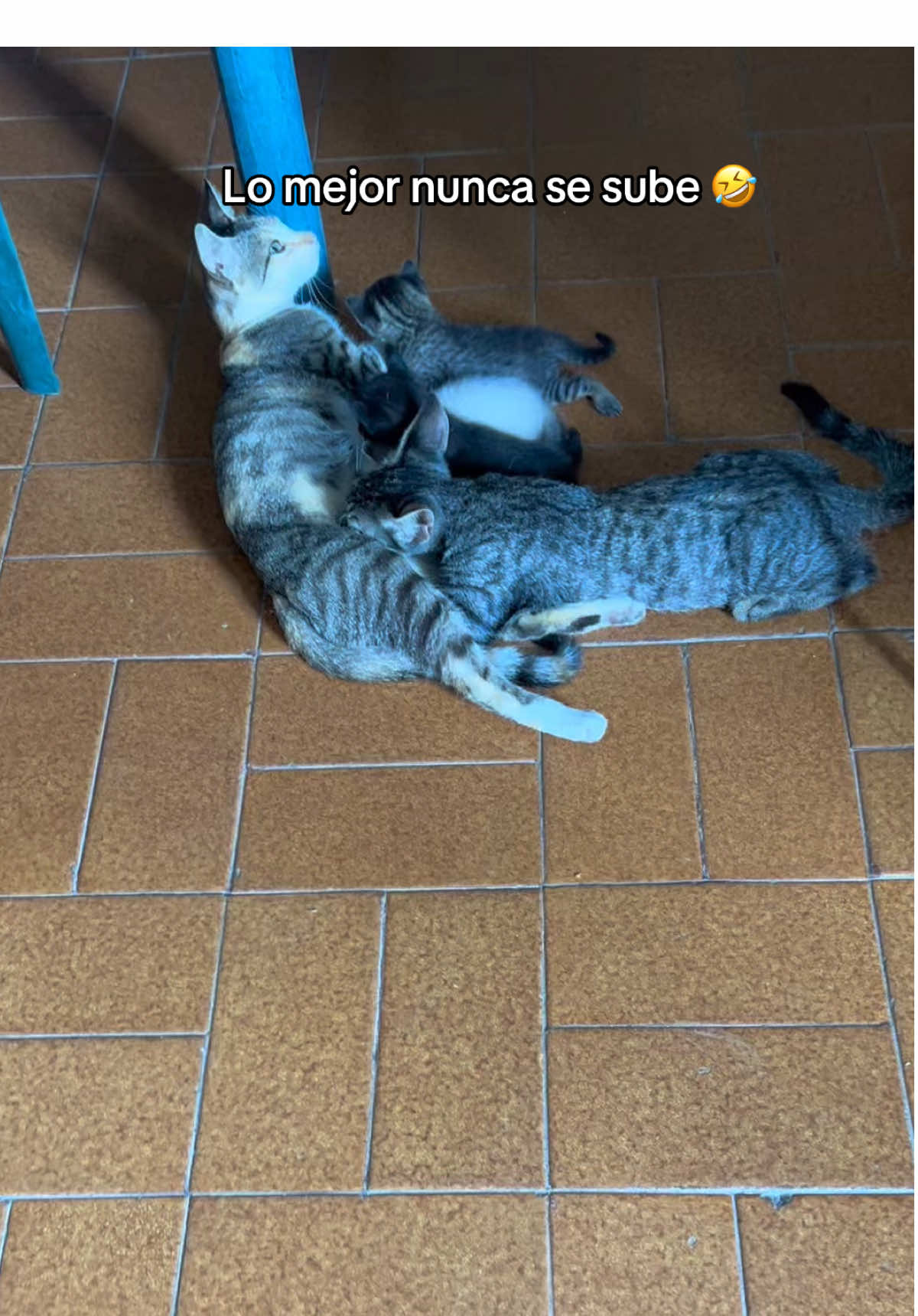 Lo mejor nunca se sube 😂❤️ #parati #Viral #fyp #funny #treanding #pregunta #dúo #paratiiiiiiiiiiiiiiiiiiiiiiiiiiiiiii #fy #comedia #challenge #foryou #trend #foryoupage #foryoupage❤️❤️#baile #mujer #chicas #baile #gato #animal #gatito #grabando #niña #dance #magic    