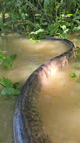 #fishing #wedcarstvo #pesca #bigfish #siluro #catfish #sum #monsterfish 