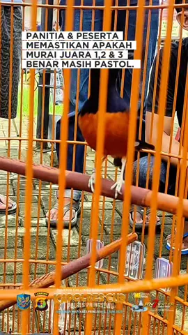 Mengecek juara murai pastol #muraibatu #pastol
