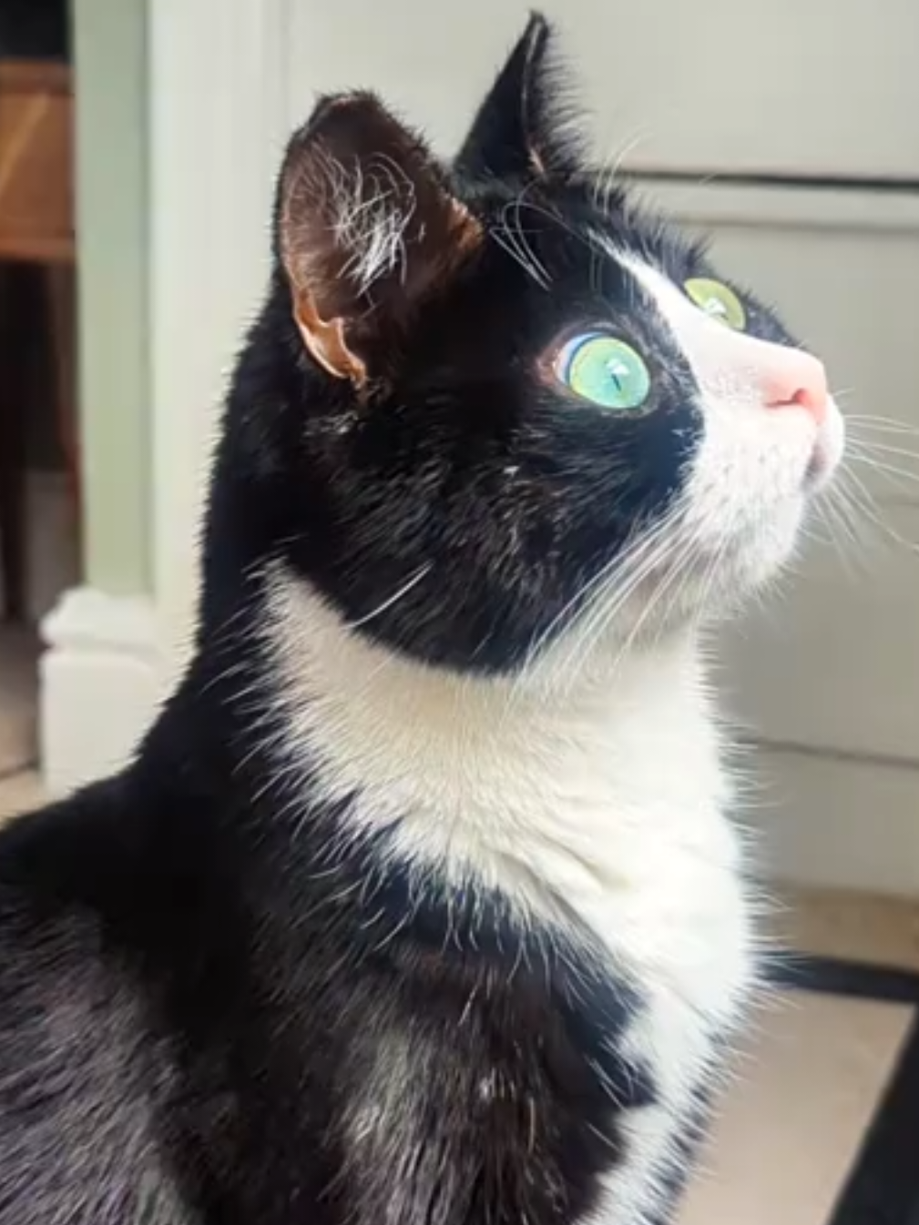 Just Beanie enjoying the sound of rain outside ❤️ #blindbean #catsofttiktok #disabledcats #blindcat #cattok #cutecat #viralcat 