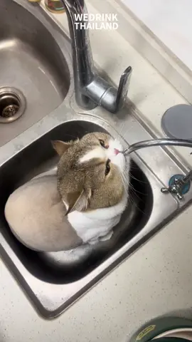 ที่ WEDRINK ไม่มีเมนูไหนไม่สดชื่น #WEDRINK #wedrinkfranchise #วีดริ๊งก์ไทยแลนด์ #meow #meme #animal #cat #catsoftiktok #kittens #catlove #cute #สัตว์โลกน่ารัก #fyp #เทรนด์วันนี้ #ชานม #ชาผลไม้