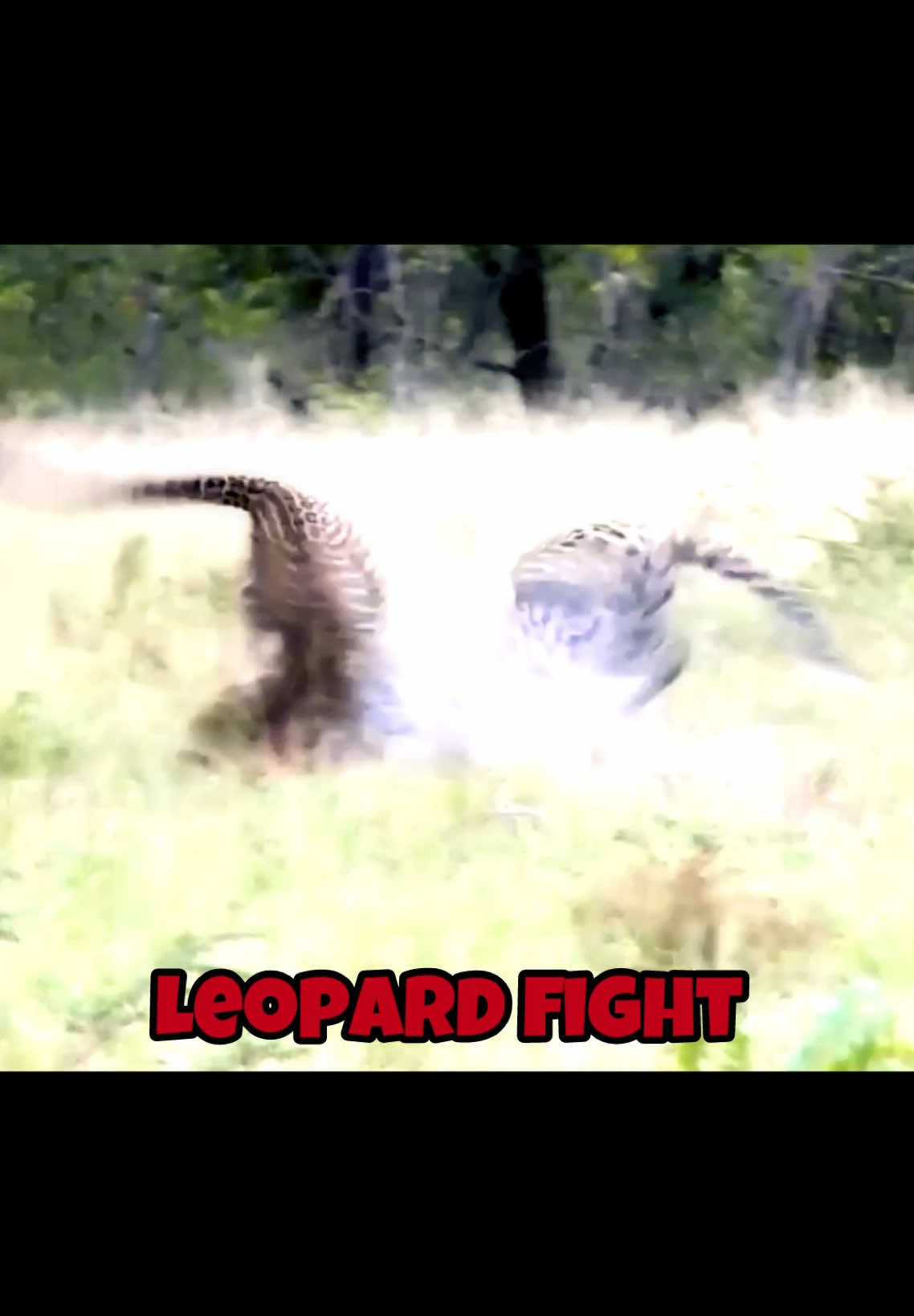 Cheetah fight vs leopard fight! #fy #fyp #wildlife #edit #cheetah #leopard 