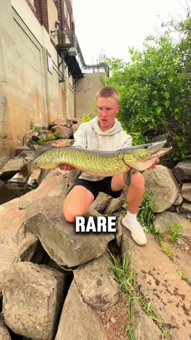 Fishing with LIVE bluegigi 🤫 ##fishing##fishtok##fishinglife##bluegill##musky