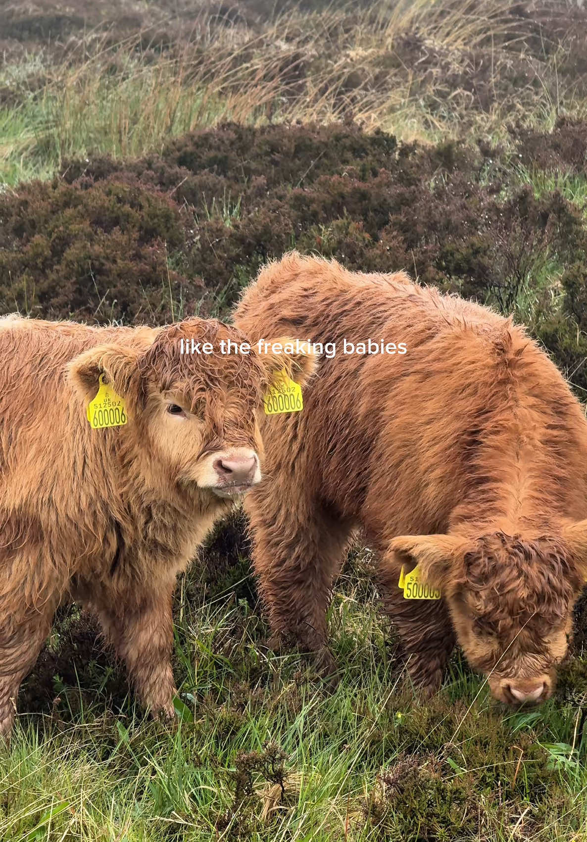 the hunt for some highlands cows in scotland is real!! best day ever!!! 🐮☁️ #highlands #highlandcow #scotlandhighlands #isleofskye 